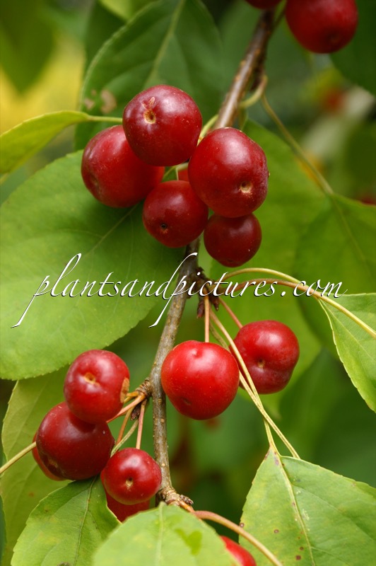 Malus brevipes