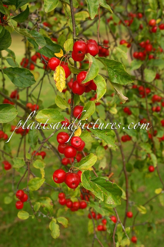 Malus ‘Gorgeous’