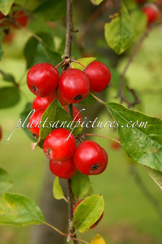 Malus ‘Gorgeous’