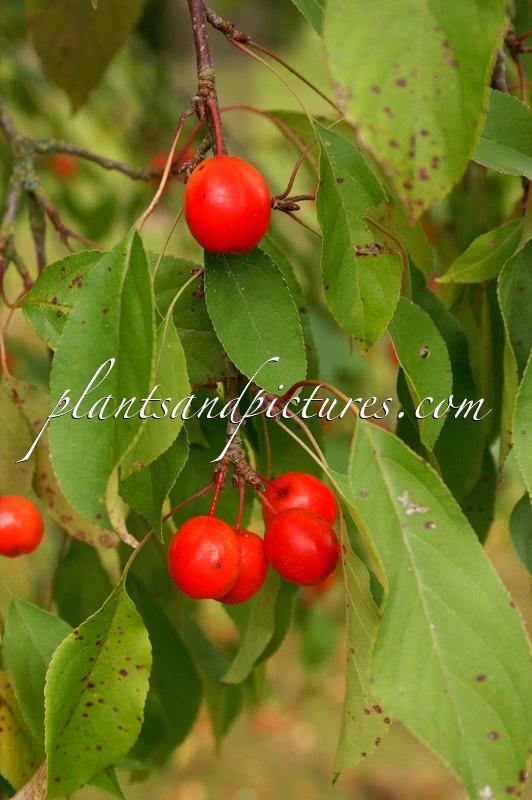 Malus platycarpa ‘Hoopesii’