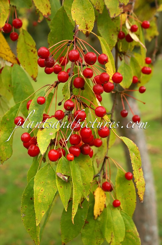 Malus zumi