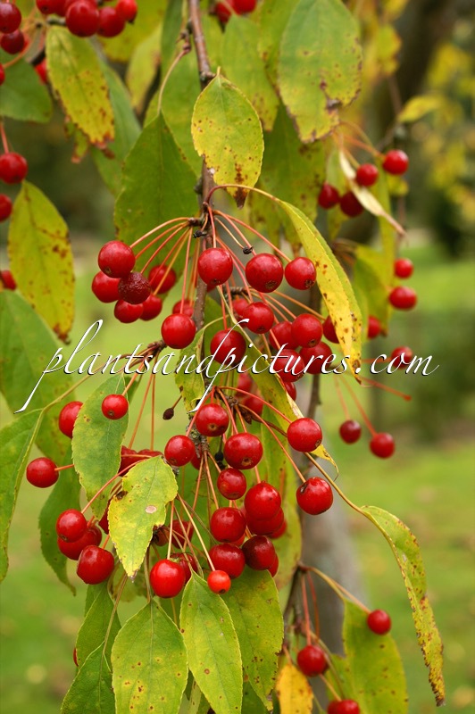 Malus zumi