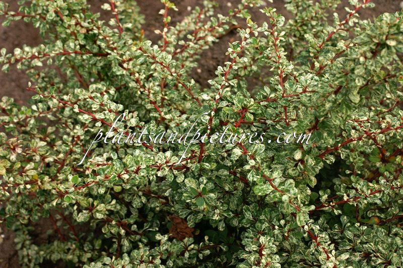Berberis thunbergii ‘Boum’