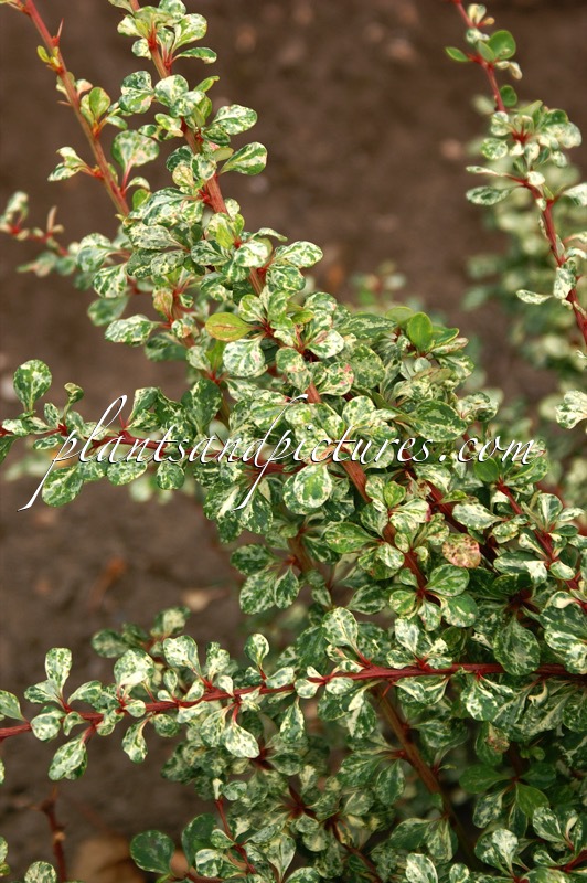 Berberis thunbergii ‘Boum’