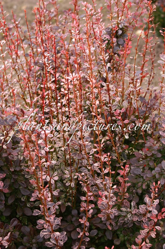 Berberis thunbergii ‘Rosy Rocket’