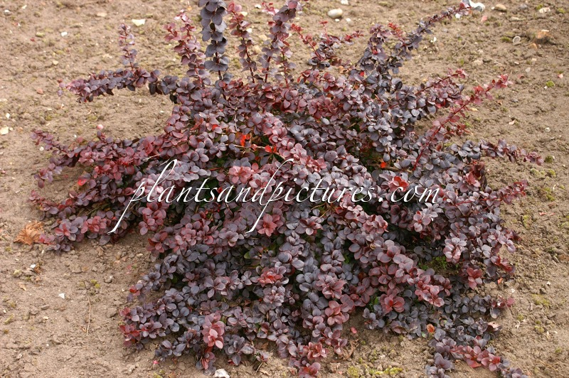 Berberis thunbergii ‘Somerset’