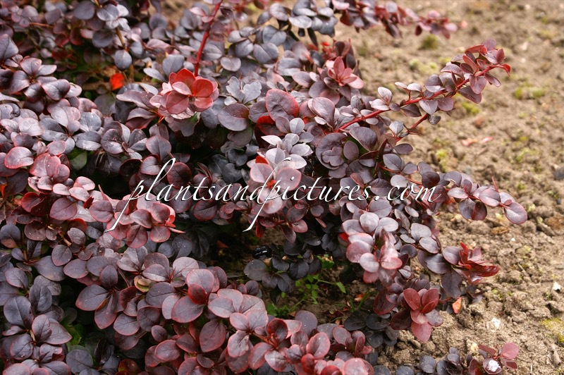 Berberis thunbergii ‘Somerset’