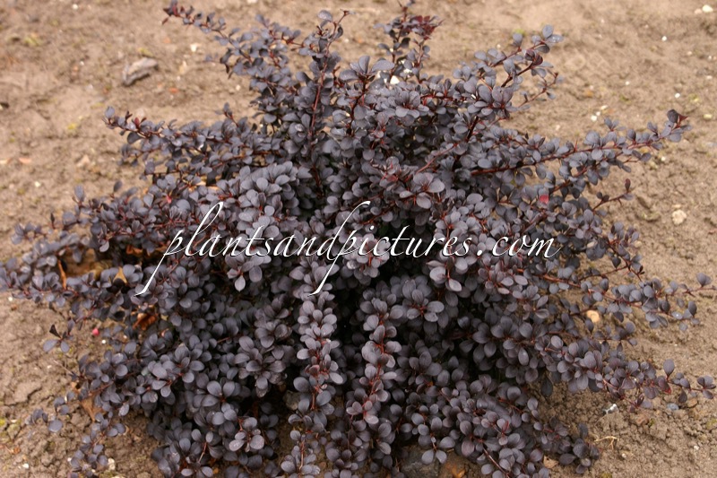 Berberis thunbergii ‘Dart’s Red Lady’