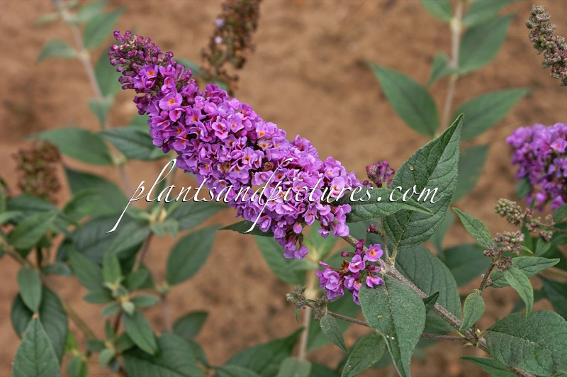 Buddleja ‘Blue Chip’