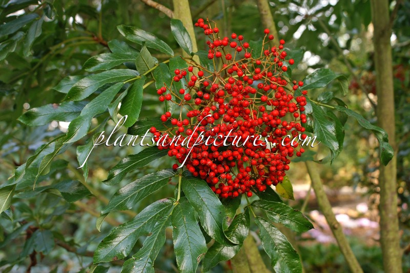 Sorbus wilsoniana
