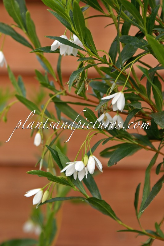 Sollya heterophylla ‘Alba’