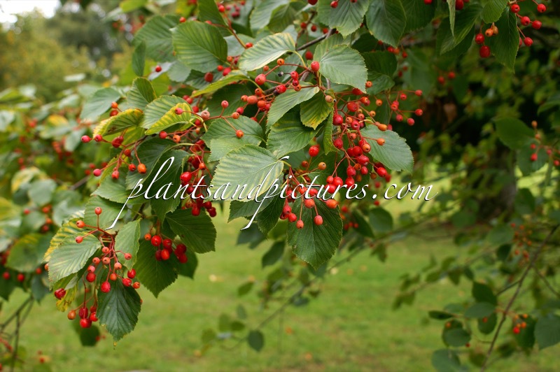 Sorbus alnifolia
