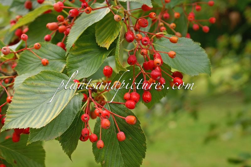 Sorbus alnifolia