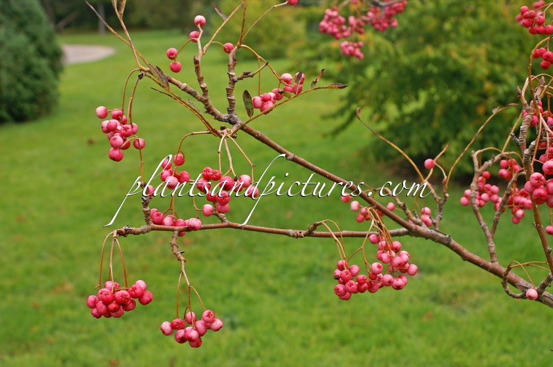 Sorbus pseudovilmorinii