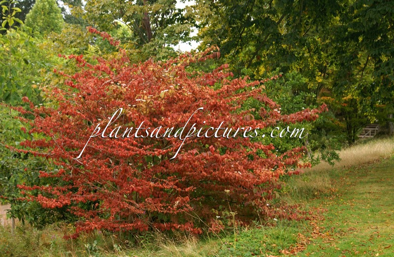 Viburnum plicatum ‘Mariesii’