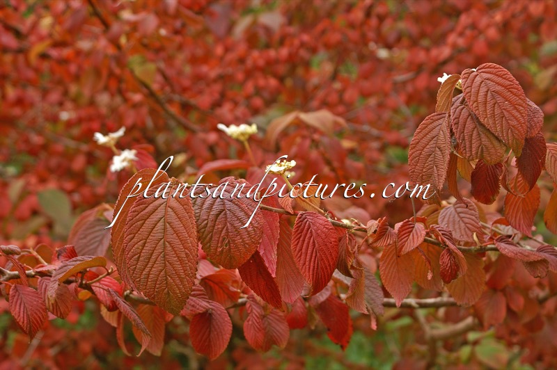 Viburnum plicatum ‘Mariesii’