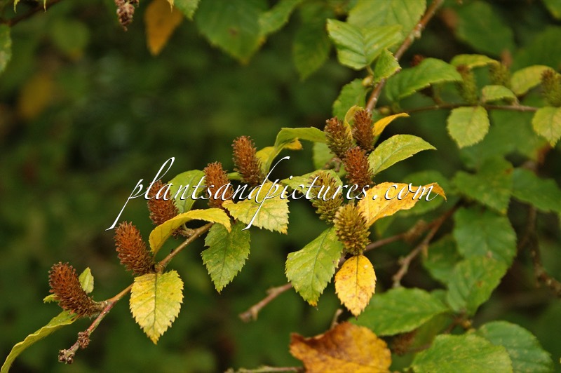 Betula megrelica