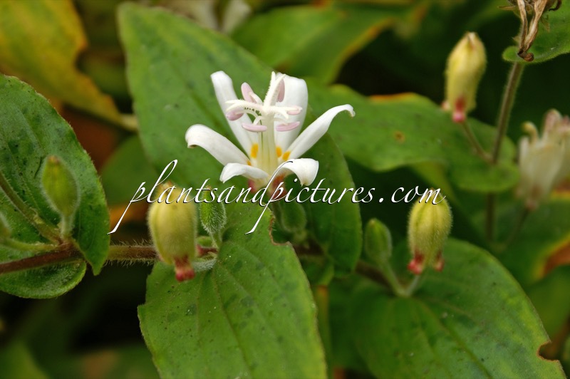 Tricyrtis ‘White Towers’