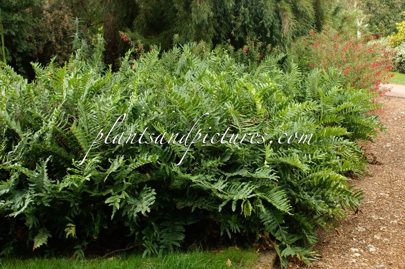 Blechnum chilense