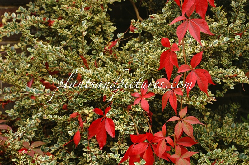 Luma apiculata ‘Glanleam Gold’ (+Parthenocissus quinquefolia)