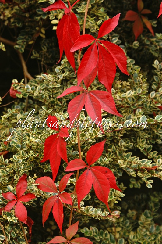 Luma apiculata ‘Glanleam Gold’ (+Parthenocissus quinquefolia)