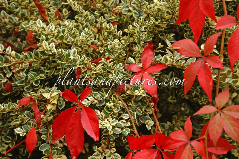 Luma apiculata ‘Glanleam Gold’ (+Parthenocissus quinquefolia)