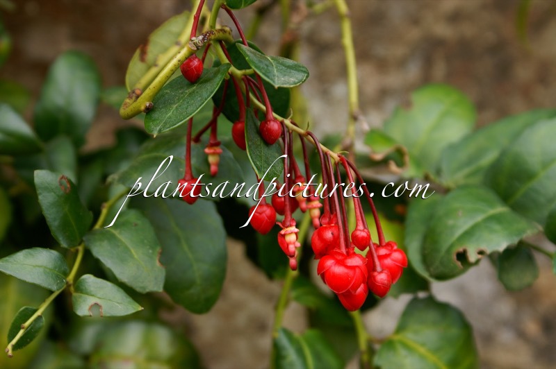 Berberidopsis corallina