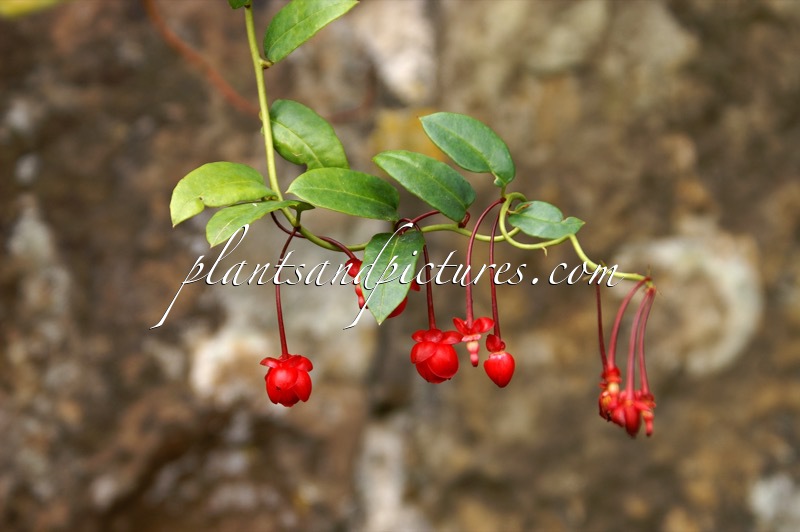 Berberidopsis corallina