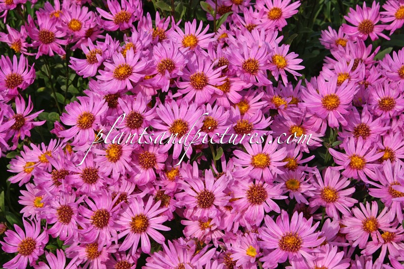 Aster amellus ‘Jacqueline Genebrier’