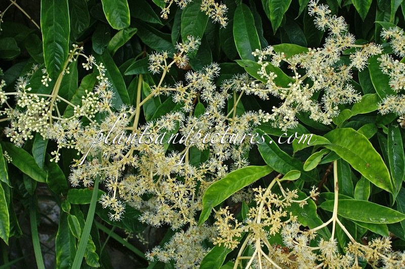 Pileostegia viburnoides