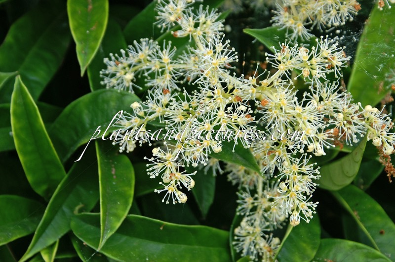 Pileostegia viburnoides