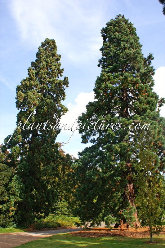 Sequoiadendron giganteum