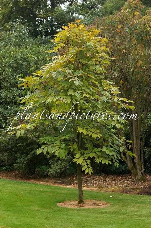 Meliosma veitchiorum