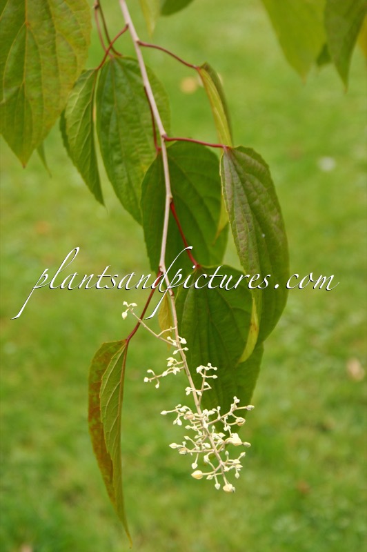 Poliothyrsis sinensis