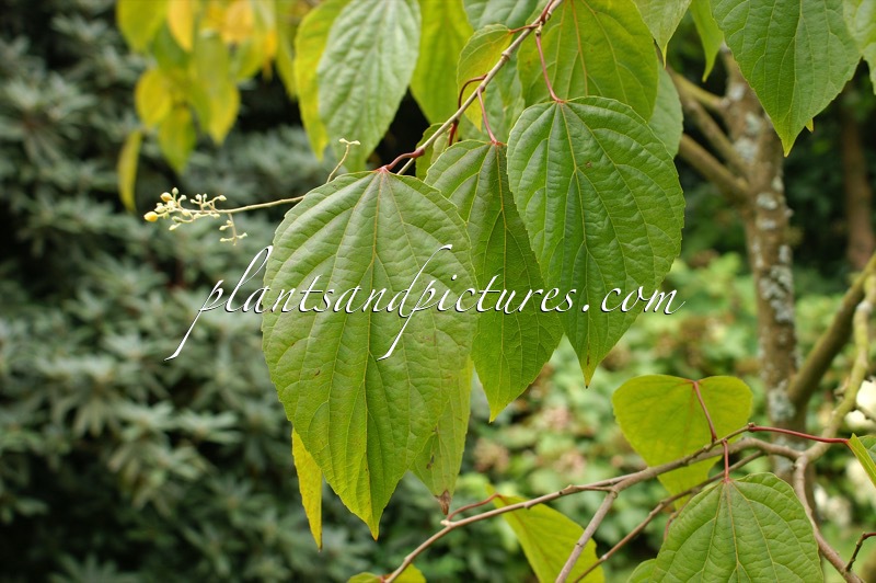 Poliothyrsis sinensis