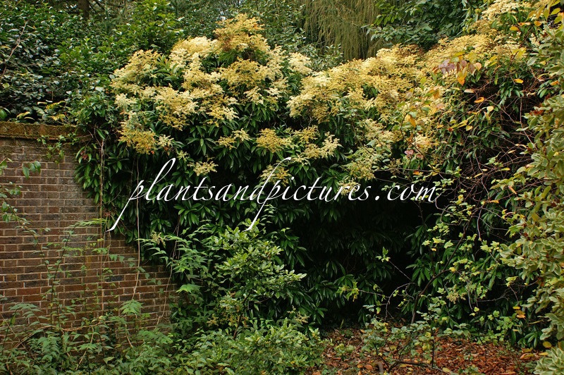 Pileostegia viburnoides