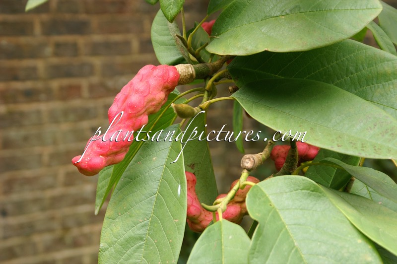 Magnolia campbellii