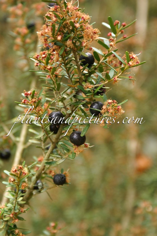 Myrceugenia leptospermoides