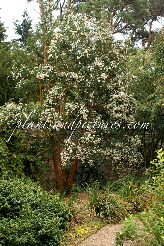 Luma apiculata