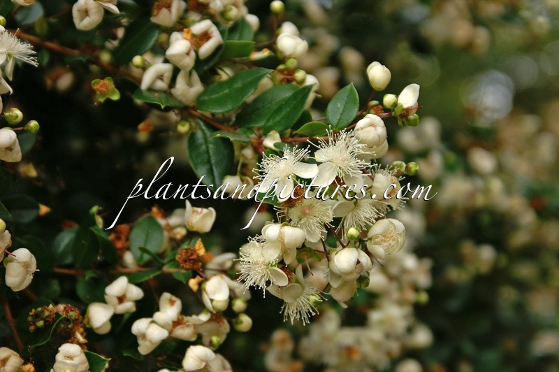 Luma apiculata