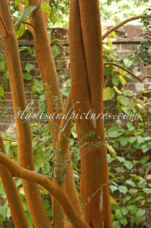 Luma apiculata