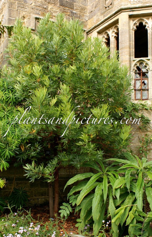 Lyonothamnus floribundus subsp. aspleniifolius