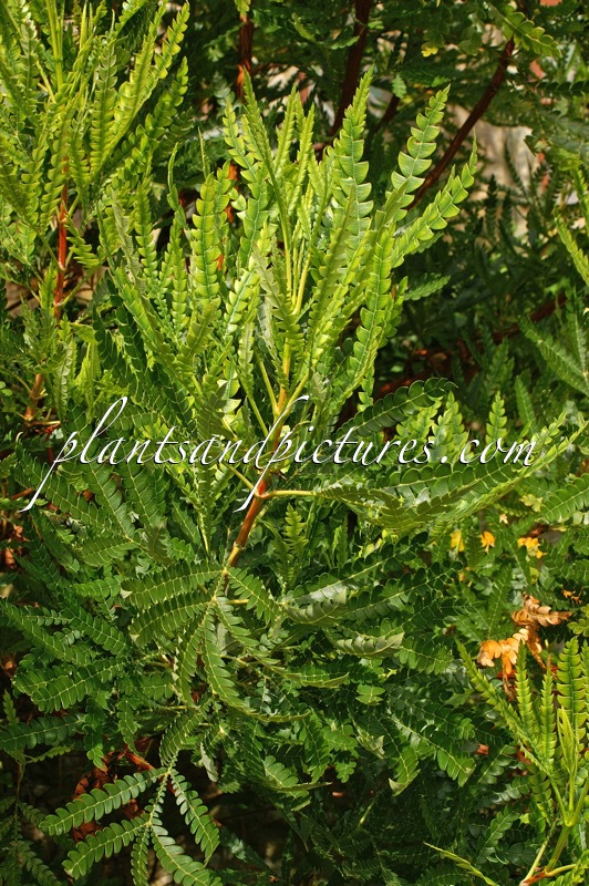 Lyonothamnus floribundus subsp. aspleniifolius