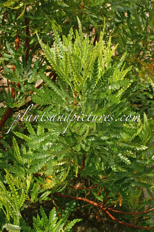 Lyonothamnus floribundus subsp. aspleniifolius