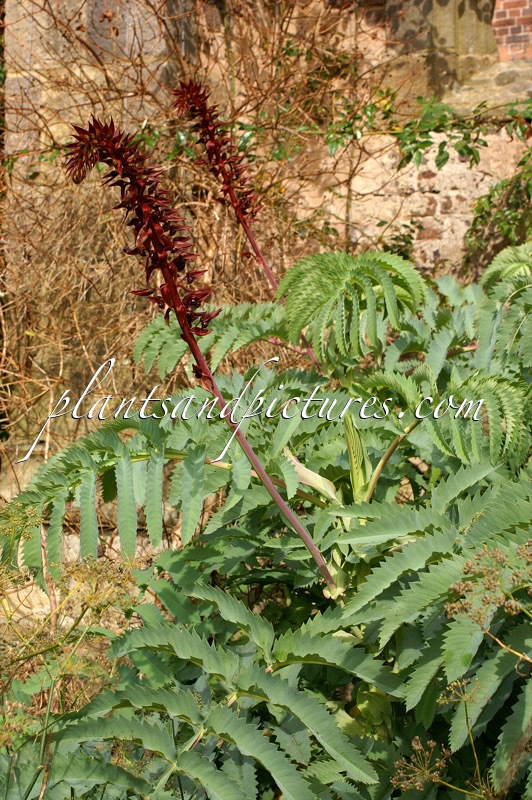 Melianthus major