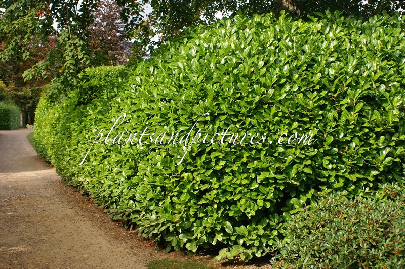 Prunus laurocerasus ‘Rotundifolia’