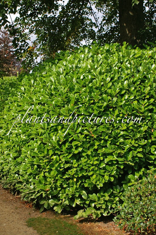 Prunus laurocerasus ‘Rotundifolia’
