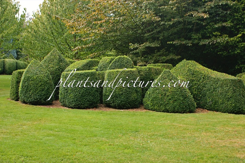 Buxus sempervirens