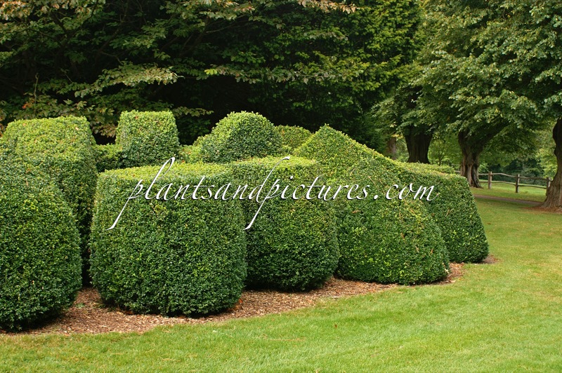 Buxus sempervirens