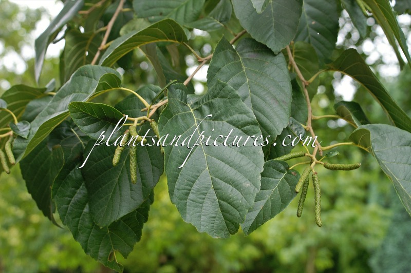 Alnus subcordata